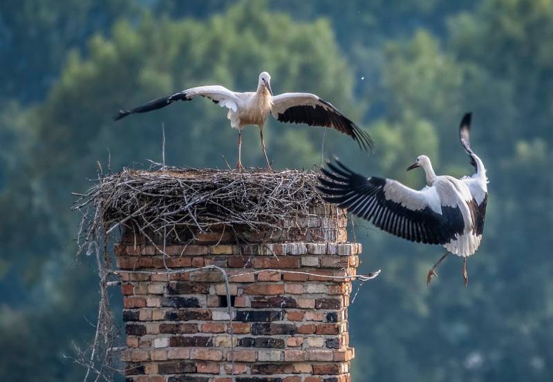 Professional Chimney Animal Removal Services in Vernon, California