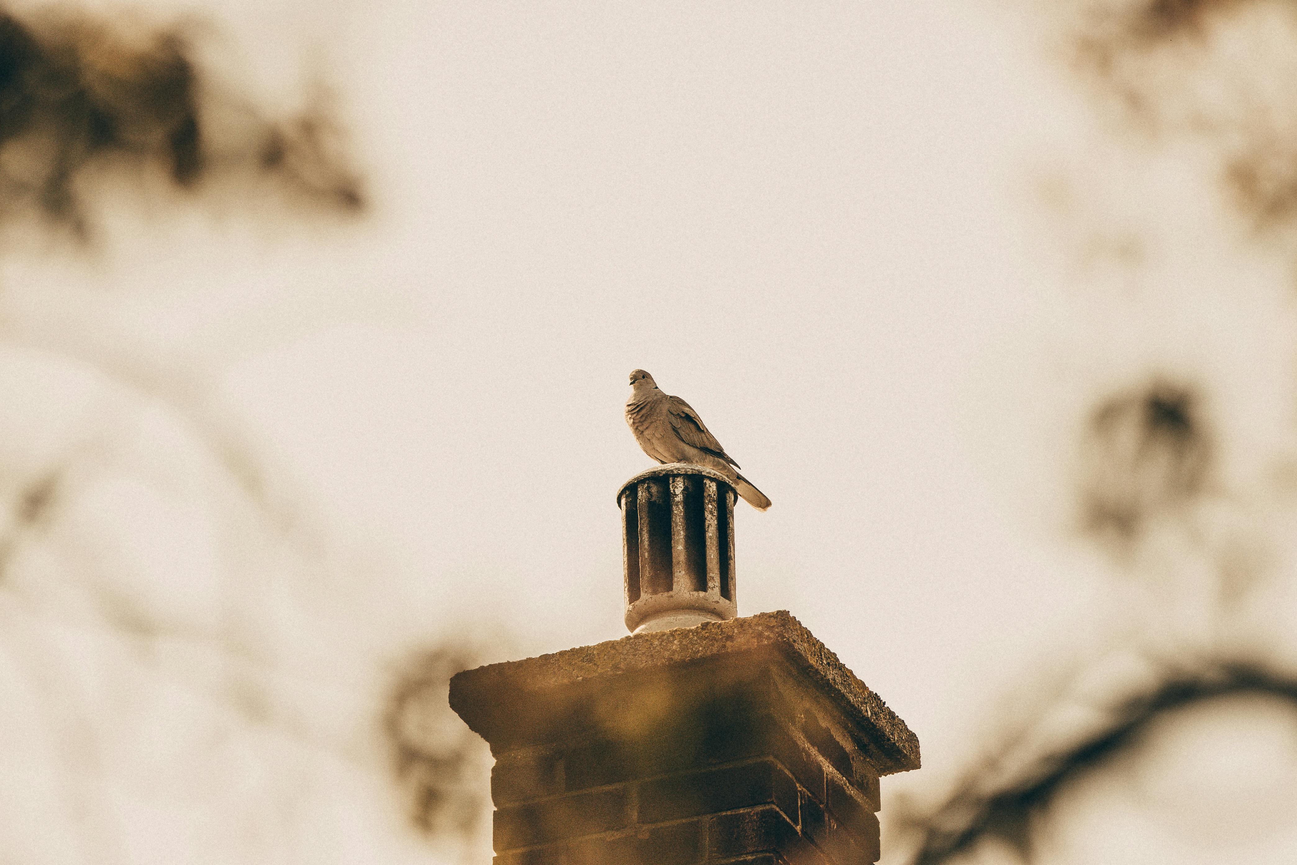 Expert Chimney Cap Installation in Vernon, California